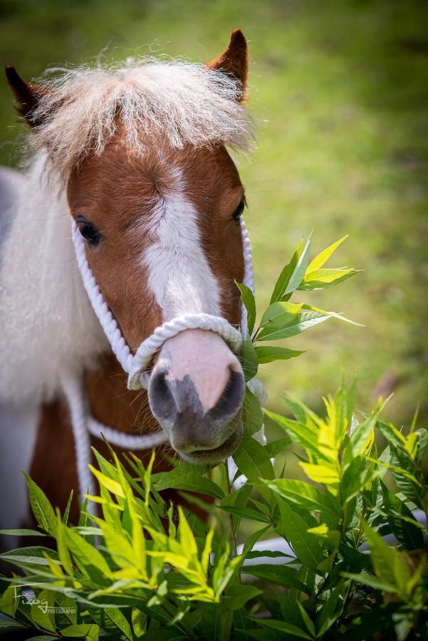 The Stable Annexe & Spa دوغدايك المظهر الخارجي الصورة